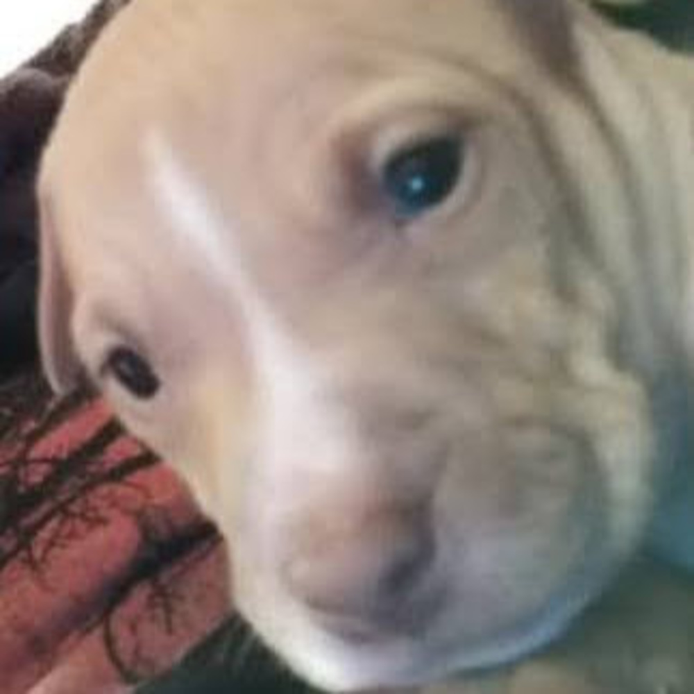 Meet your Posher, Maximilano